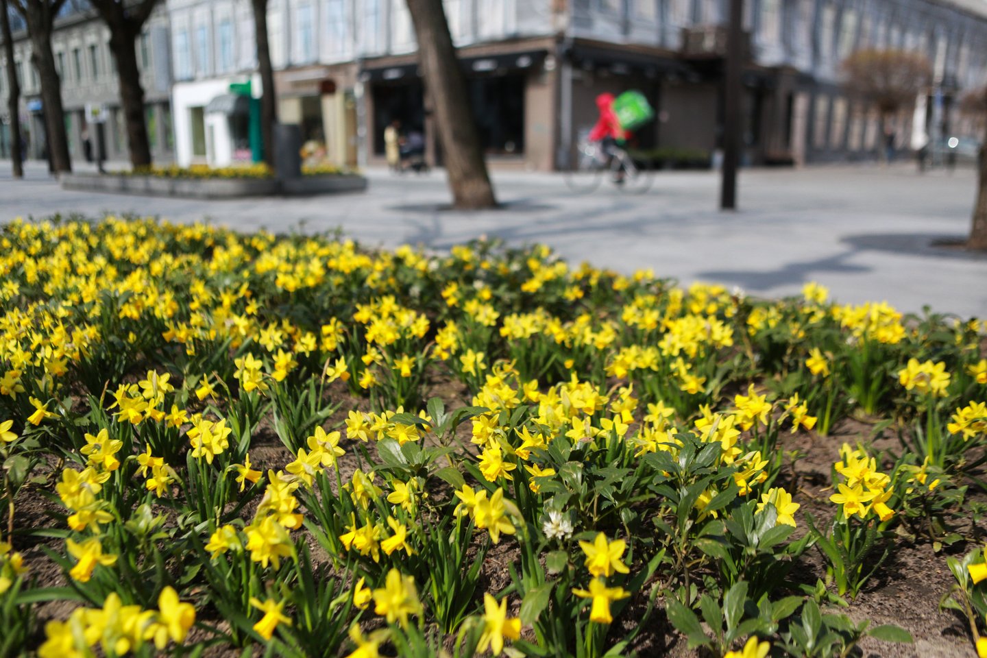 Laisvės alėjoje jau ketvirtą pavasarį sužydintys narcizai džiugina kauniečius ir miesto svečius savo geltona spalva.<br>G.Bitvinsko nuotr.