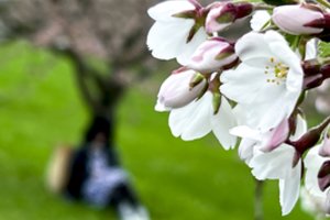 Sakuros puikiai auga mūsų sąlygomis, tačiau yra du dalykai: be to nesulauksite žiedų