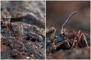 Išskirtiniai lietuvės kadrai: užfiksavo skruzdėles „zombes“