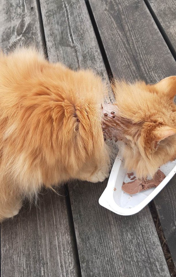 Katinėlis, kurį VšĮ „Naminukai“ praminė Olimpu, – gyvūnų prieglaudos naujokas. Jis buvo rastas Vilniaus rajone, kažkas jį atvežė į mišką ir paliko.<br>VšĮ „Naminukai“ nuotr.