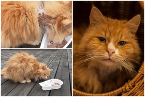 Merdėjantis erkių pilnas kaulų rinkinys: katiną Vilniaus rajono miške paliko plėšrūnams