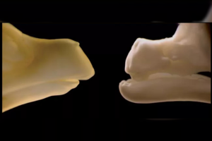 Aptiko viščiuką-mutantą: turėjo dantis, panašius į krokodilo