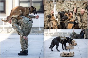 Lietuvos kariuomenėje – keturkojų karių pasirodymas Šuns dienos proga