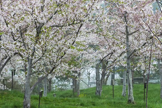 Japoniškas sodas Kretingoje. <br>V.Ščiavinsko nuotr. 