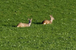 Priėmus Gyvūnų gerovės ir apsaugos įstatymo pakeitimą, laukinių gyvūnų gydymas ir globa perduoti LSMU