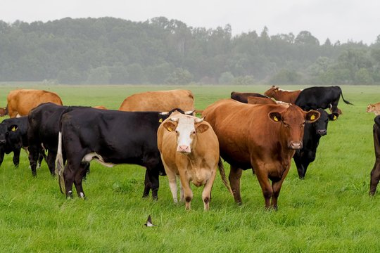 Parama už pienines karves – pagal ūkio dydį.
