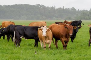 Pildydami paraišką tiesioginėms išmokoms gauti kartu galite prašyti susietosios paramos už plotus, pienines karves, mėsinius galvijus, avis ir ožkas