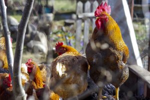 Marijampolėje vėl aptiktas paukščių gripas