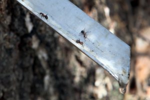 Pabarstykite ja skruzdėlyną, ir skruzdėlės pačios išnyks: ši priemonė nekainuoja poros eurų 