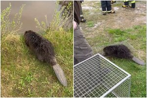 Neįprasta gelbėjimo operacija: iš šulinio teko vaduoti įkritusį bebrą