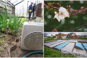 Sodininkai su nerimu stebi termometro stulpelį ir jau imasi apsaugų augalams: šiais rūpinasi pirmiausia