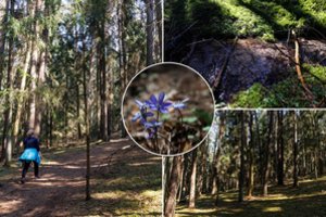 Kauno rajone – įspūdingas pažintinis takas: vilioja pušyno aromatai ir čiurlenantis vanduo