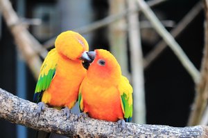 Vaizdo skambučiais bendrauja jau ir papūgos – ir pasirodo, tai joms labai sveika