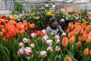 Rusijoje – gėlės iš Europos: sankcijų nestabdomi verslininkai toliau uždirba milijonus