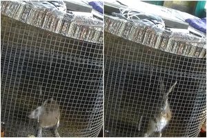 Ankštuose garduose – neteisėtai laikomi šeši pilkieji kiškiai: gresia 2000 eurų siekianti bauda