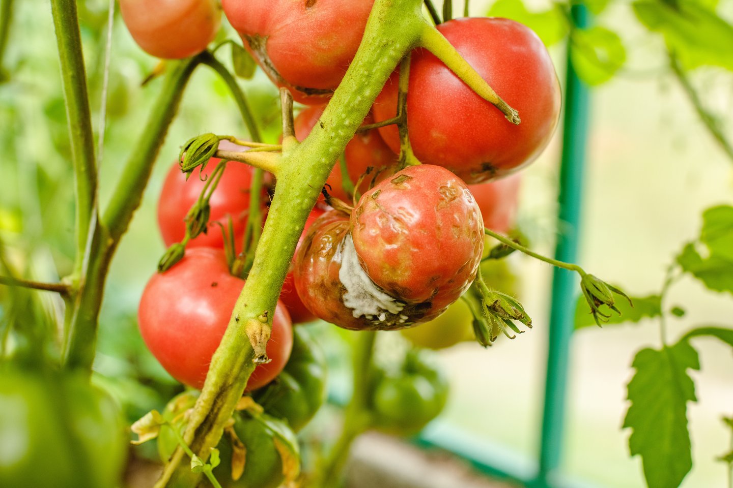 Šiltnamyje pomidorai retai arba visai nesirgs, jei prisiminsite vieną senolių taisyklę.<br>123 rf nuotr.