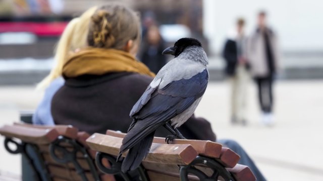 Artėjantis savaitgalis orų permainų nežada: numatomas giedras dangus, lietaus tikimybė maža