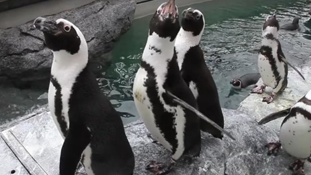 Pažinkite pingvinus: pristatyta humoro nestokojanti knyga apie paukščių klasės gyvūnus 