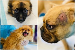 VMVT ir „Nuaras“ – įtarimų šešėlis: gresia tyrimas už piktnaudžiavimą prekiaujant konfiskuotais augintiniais