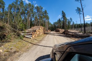 Nesaldi miško savininkų patirtis: valdininkai griebiasi bet ko, kad tik įtiktų Briuselio biurokratams