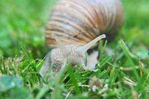 Prasidėjo vynuoginių sraigių rinkimo metas: primena, ką svarbu žinoti