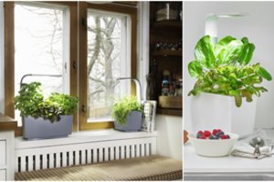 Daržininkais gali tapti ir gyvenantys butuose: darbo mažai, bet derlius džiugins