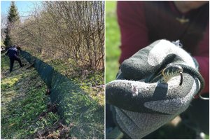 Dubingiuose kyla pirmosios tvorelės žalčiams: sieks apsaugoti nuo automobilių ratų