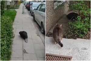 Po Justiniškes vaikštinėjo bebras: patraukė ne tik gyventojų, bet ir smalsaus katino dėmesį