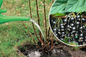 Vieviškė kasmet juoduosius serbentus, lyg vyšnias skina – uogos 20 mm skresmens, esmė: teisinga priežiūra