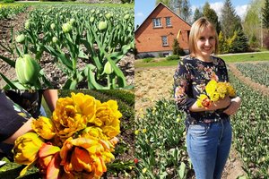 Šalia namų pasisodino 3 tūkst. tulpių: darbo tiek, kad į pagalbą kviečiasi ir giminaičius