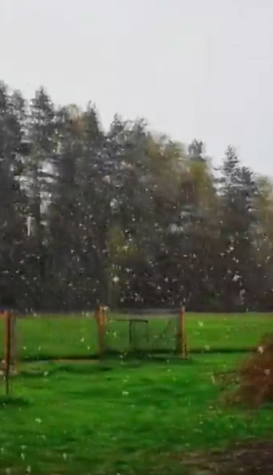 Mažeikių rajone ketvirtadienį iškrito sniegas. <br>Gitanos/Facebook vaizdo įrašo stop kadrai. 