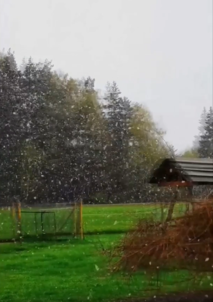 Mažeikių rajone ketvirtadienį iškrito sniegas. <br>Gitanos/Facebook vaizdo įrašo stop kadrai. 