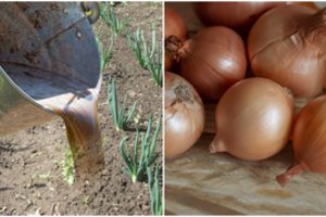 Kelmiškės triukas keliauja iš lūpų į lūpas: viena trąša, o svogūnai ne tik dideli, bet ir dieviškai skanūs 