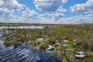 Žuvinto biosferos rezervate ėmė gaišti kirai: VMVT patvirtino, kad sparnuočiai krito dėl paukščių gripo