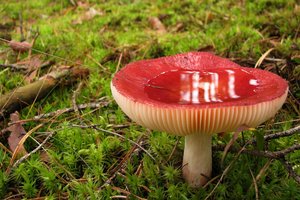 Išsiaiškino: po lietaus grybai tarpusavyje kalbasi