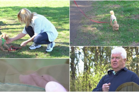 Augintinio į namus parnešta erkė gali tapti didelės nelaimės priežastimi: atsakė, kaip apsisaugoti