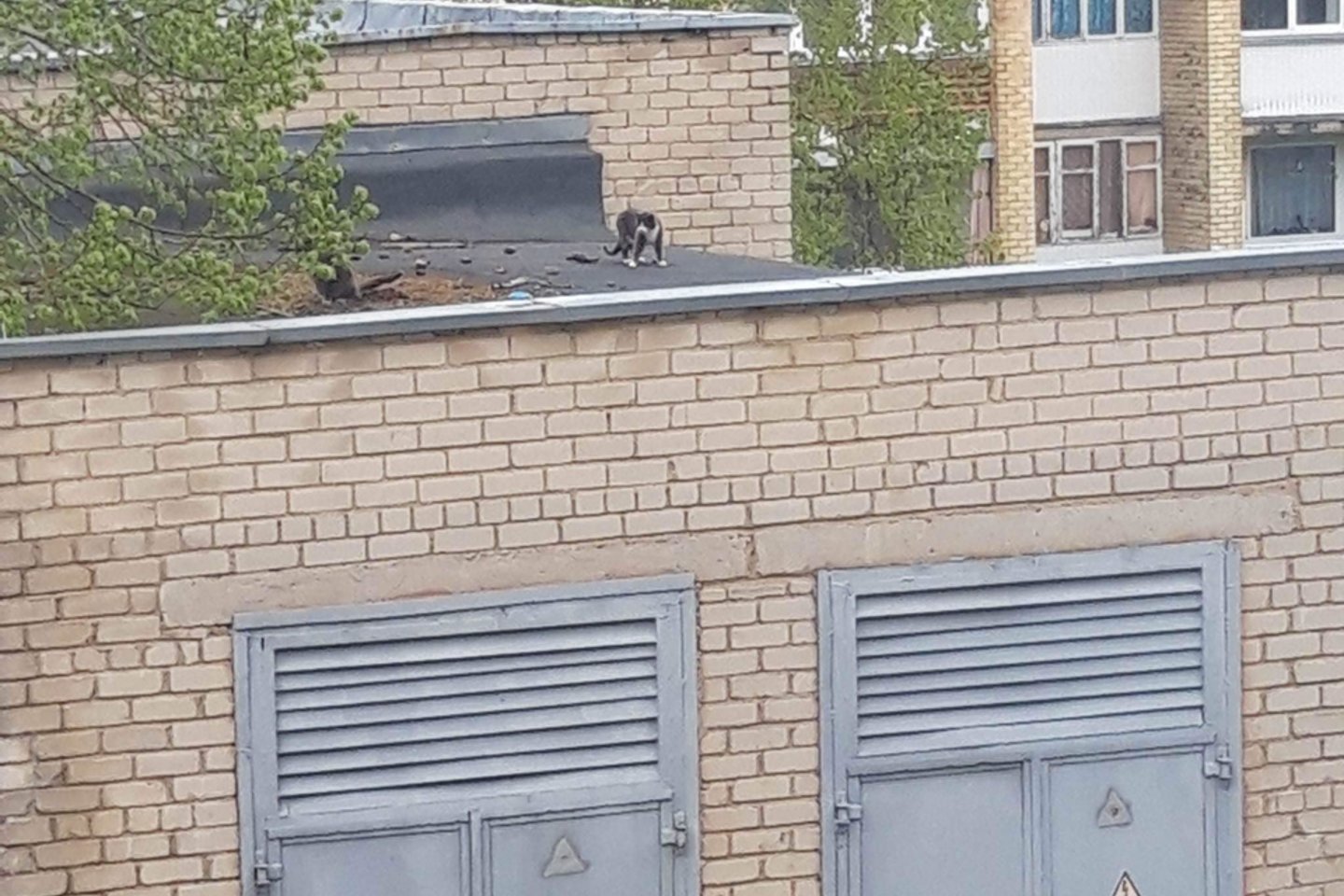 Ant elektros skydinės stogo užstrigusio katino gelbėjimas.<br>„Telšių Uodegėlės“ nuotr.