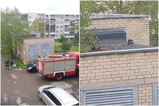 Ugniagesiai per šventę nepaliko beglobio likimo valiai: „Nuostabu matyti, kai svarbios visos gyvybės“