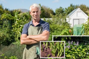 Nors be saulės, šie augalai jonaviškio kieme auga puikiai: nustebino sąrašas gėlių, kurioms tinka pavėsis