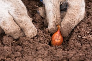 Jei nespėjote pasodinti svogūnų iki Stasinių: kas dar gali išgelbėti jūsų būsimą derlių  
