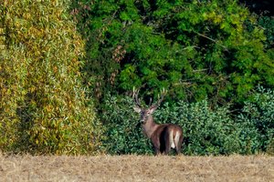 Dokumentus klastojusiam medžiotojui – teistumas ir solidus ieškinys už žalą gamtai
