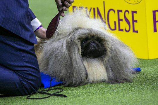 147-oji kasmetinė Vestminsterio veislynų šunų paroda.<br> EPA-ELTA nuotr.