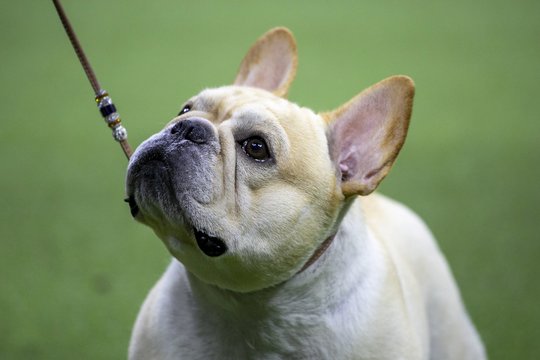 147-oji kasmetinė Vestminsterio veislynų šunų paroda.<br> EPA-ELTA nuotr.
