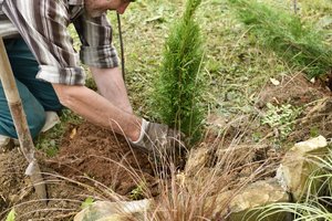 Bene populiariausio kiemo augalo tujų per arti namų sodinti nepataria, priežastis – šiurpoka