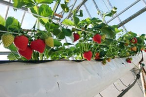 Kėdainių rajone jau sirpsta pirmosios lietuviškos braškės