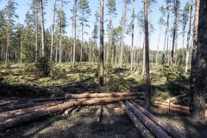 Pasigenda atsakymų, kaip ir kur nubyrėjo buveinėms išžvalgyti skirti milijonai