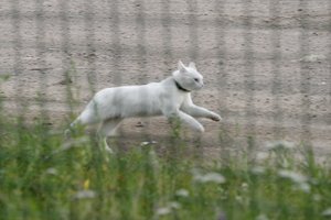 Gailus katino kniaukimas prišaukė gelbėtojus, bet pats murklys dezertyravo