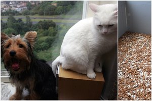 LSMU mokslininkė augintiniams siūlo rinktis maistą iš vabzdžių ir atkreipti dėmesį į svarbiausią dalyką