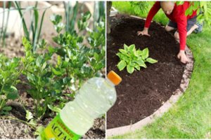 Iš vitrinų dingsta actas – daržininkai vieni su kitais dalijasi patarimais, kur jis efektyviausias