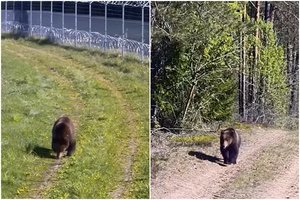VSAT kameros užfiksavo žavią viešnią: pasienyje su Baltarusija vaikštinėjo meška